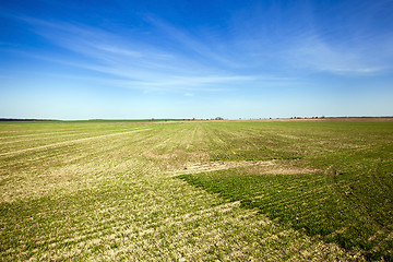 Image showing agricultural field  