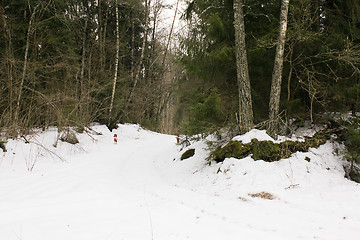 Image showing the road in winter