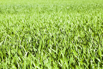 Image showing  green unripe grains