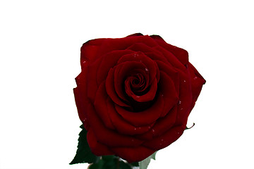 Image showing Burgundy rose 