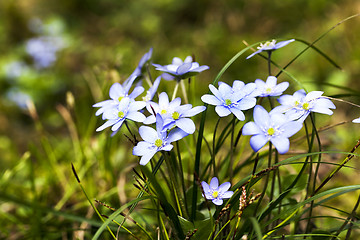 Image showing spring flowers 