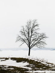 Image showing tree   in winter