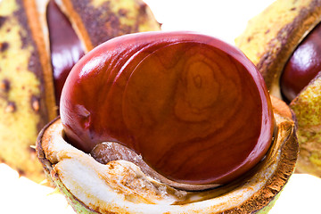 Image showing  Brown chestnut