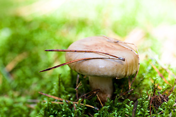 Image showing red mushroom  