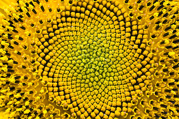 Image showing  flower sunflower