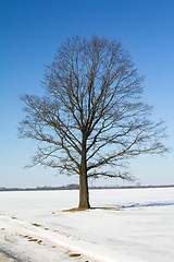 Image showing tree   in winter
