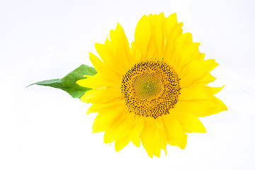 Image showing  flower sunflower