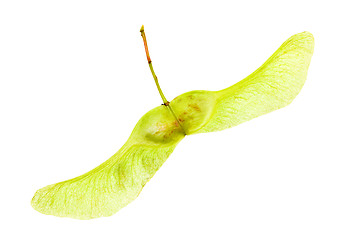 Image showing   Maple seed