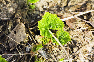 Image showing Green cucumbers 