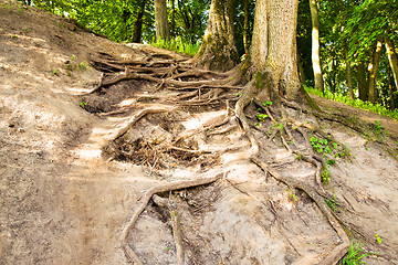 Image showing   trees in  summer 