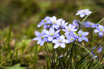 Image showing blossoming glades  