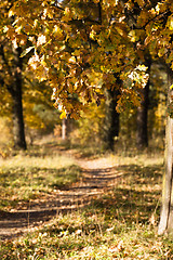 Image showing trees 