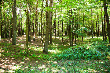 Image showing   trees in  summer 