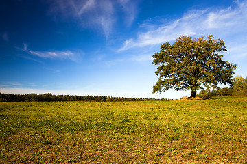 Image showing   trees   in  autumn  