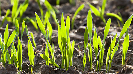 Image showing wheat sprouts  