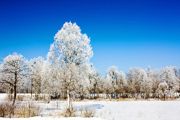 Image showing trees   in winter