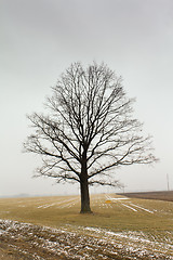 Image showing tree   in winter