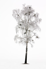 Image showing tree   in winter