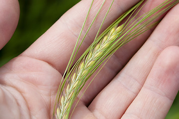 Image showing ear in a hand 