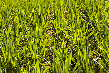 Image showing new wheat 