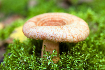 Image showing red mushroom  