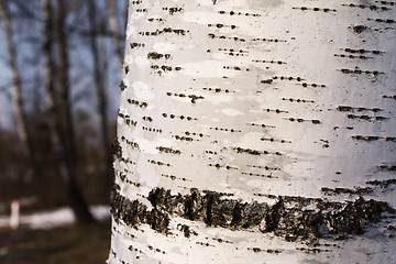 Image showing birch bark