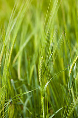 Image showing green oats  