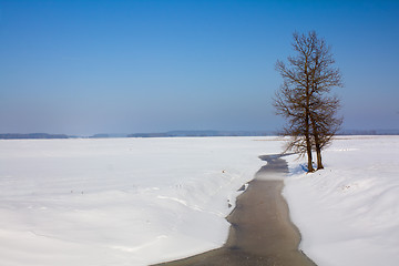 Image showing tree   in winter