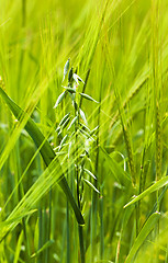 Image showing green oats  