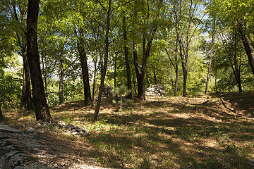 Image showing   trees in  summer 