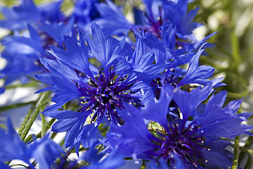 Image showing cornflowers  