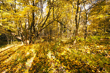 Image showing the autumn wood  