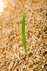 Image showing wheat 