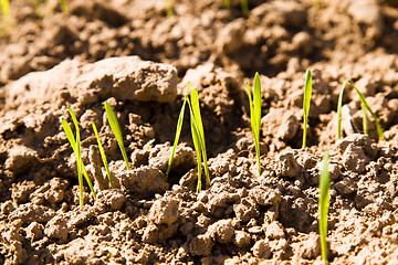 Image showing sprouts new plants in spring season