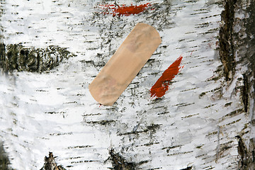 Image showing birch bark