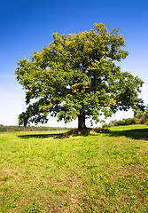 Image showing trees  in a park 