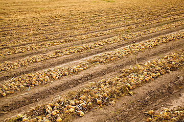 Image showing agricultural field 