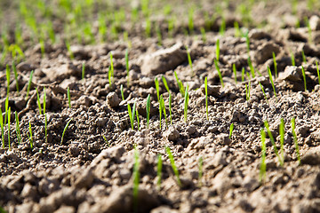 Image showing sprouts new plants in spring season