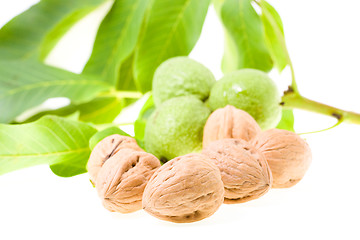 Image showing walnuts  