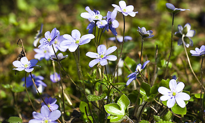 Image showing blue glades  