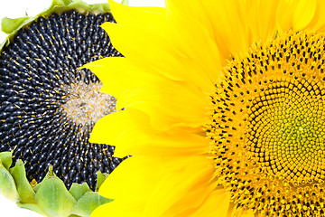 Image showing  flower sunflower