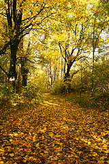 Image showing autumn road  