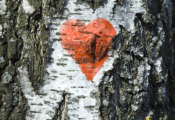 Image showing birch bark