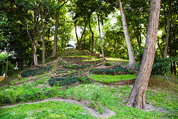 Image showing   trees in  summer 