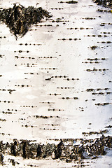 Image showing birch bark