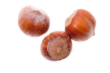 Image showing hazelnuts 