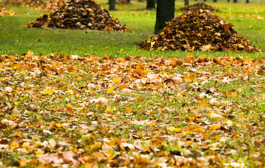 Image showing collecting the fallen-down foliage  