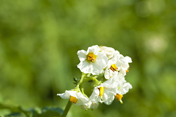 Image showing potatoes flower  