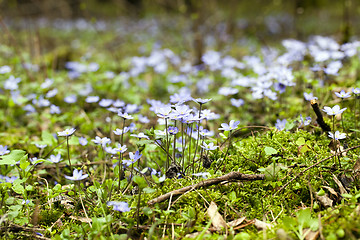 Image showing blossoming glades  