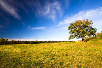 Image showing   trees   in  autumn  